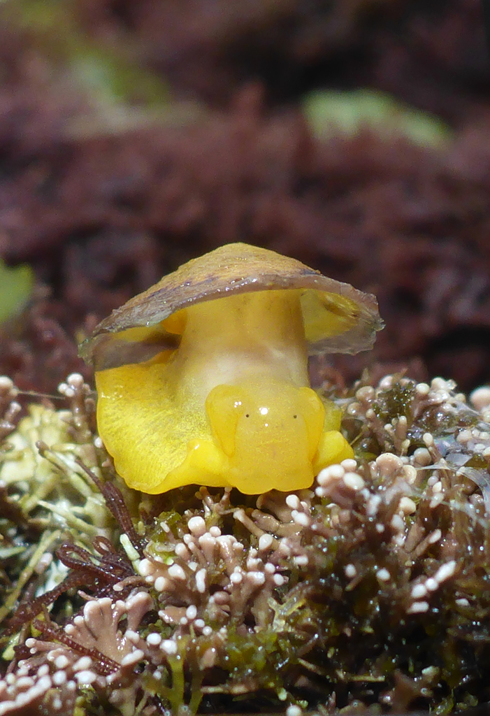 Yellow Umbrella Slug (Nudibranchs and Other Sea Slugs of California ...