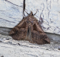 Hypena proboscidalis