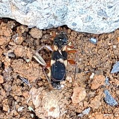 Pirkimerus japonicus