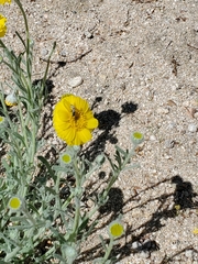 Baileya pleniradiata