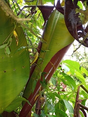 Heliconia ramonensis