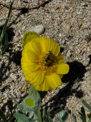 Baileya pleniradiata