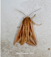 Noctuinae
