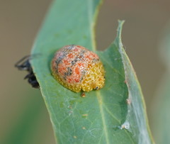Paropsis obsoleta