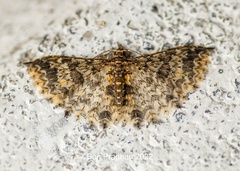 Pterotopteryx spilodesma