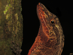 Anolis gaigei