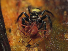 Salticidae