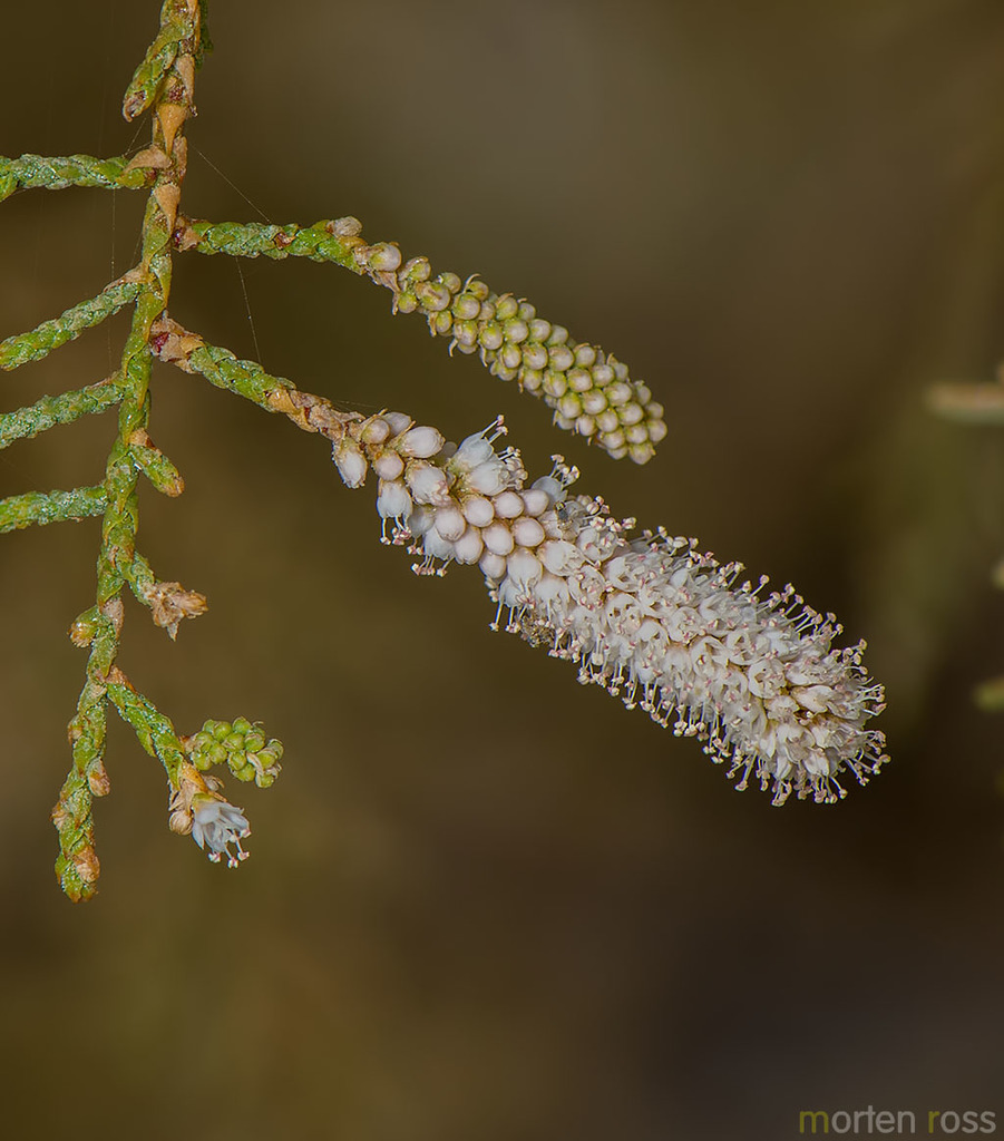 Tamarix nilotica