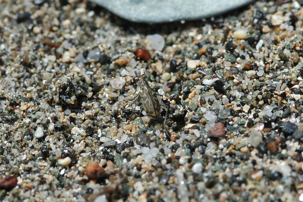 Cylindera suturalis
