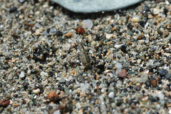 Cylindera suturalis