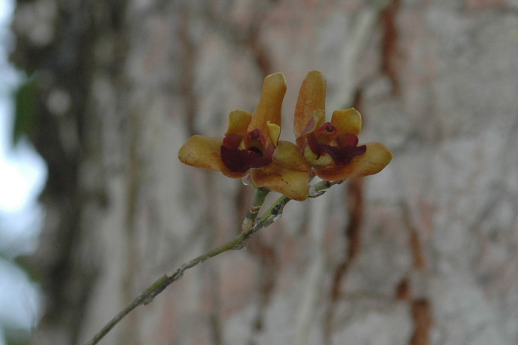 Psychilis olivacea