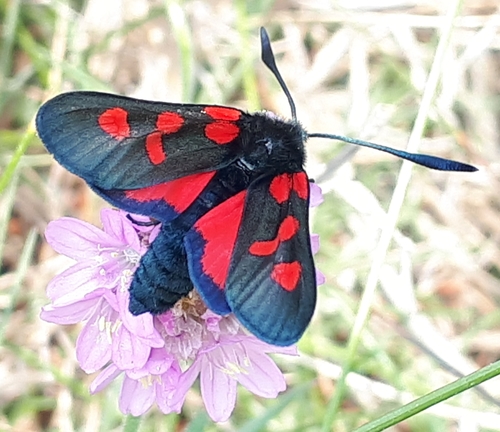 Five-spot Burnet