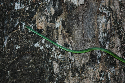 Blunt-headed Hispaniolan Vinesnake, Uromacer catesbyi
