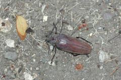 Xixuthrus domingoensis