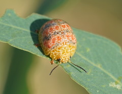 Paropsis obsoleta