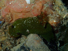 Tambja dracomus