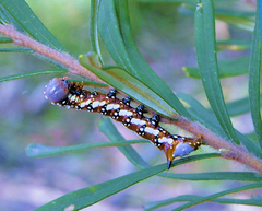 Psalidostetha banksiae