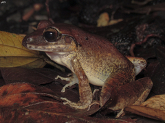 Craugastor raniformis