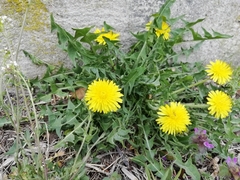 Taraxacum
