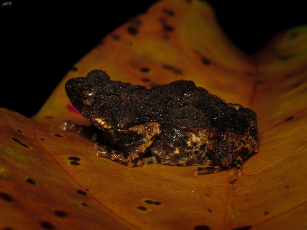 Tungara Frog