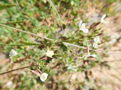 Raphanus raphanistrum