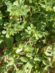 Lotus peregrinus