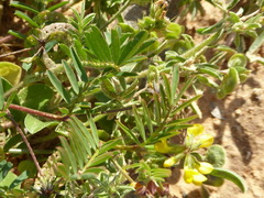 Hippocrepis multisiliquosa