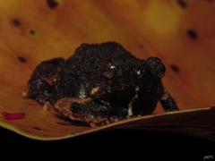 Engystomops pustulosus