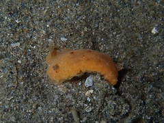 Sclerodoris tarka