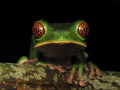 Phyllomedusa venusta