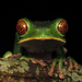Lovely Leaf Frog - Photo (c) Julian Alzate, some rights reserved (CC BY-NC), uploaded by Julian Alzate