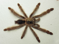 Psalmopoeus pulcher