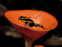 Andinobates fulguritus