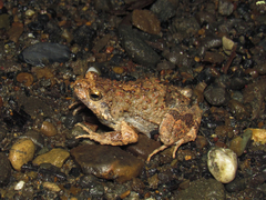 Engystomops pustulosus