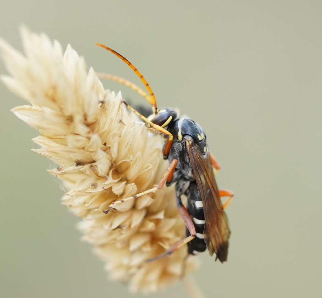 Batozonellus vespoides