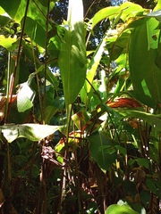 Heliconia monteverdensis