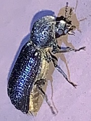 Amphicerus