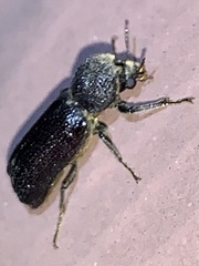 Amphicerus