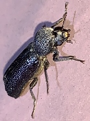 Amphicerus