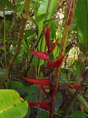 Heliconia monteverdensis