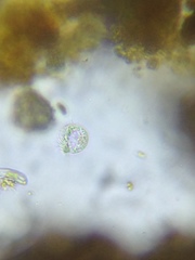 Strobilidium