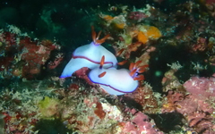 Hypselodoris brycei