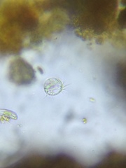 Strobilidium