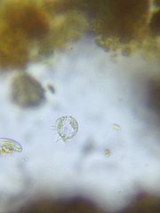 Strobilidium