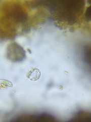 Strobilidium