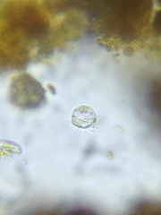 Strobilidium