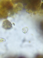 Strobilidium