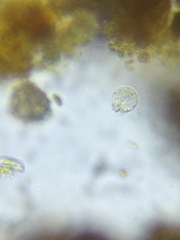 Strobilidium