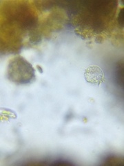 Strobilidium