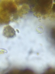 Strobilidium